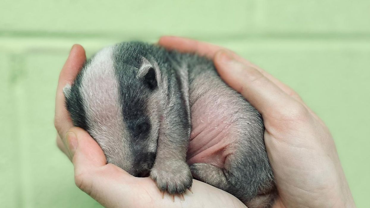 Badger cub