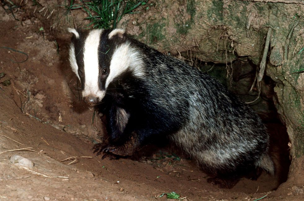 Badger shown tunnelling