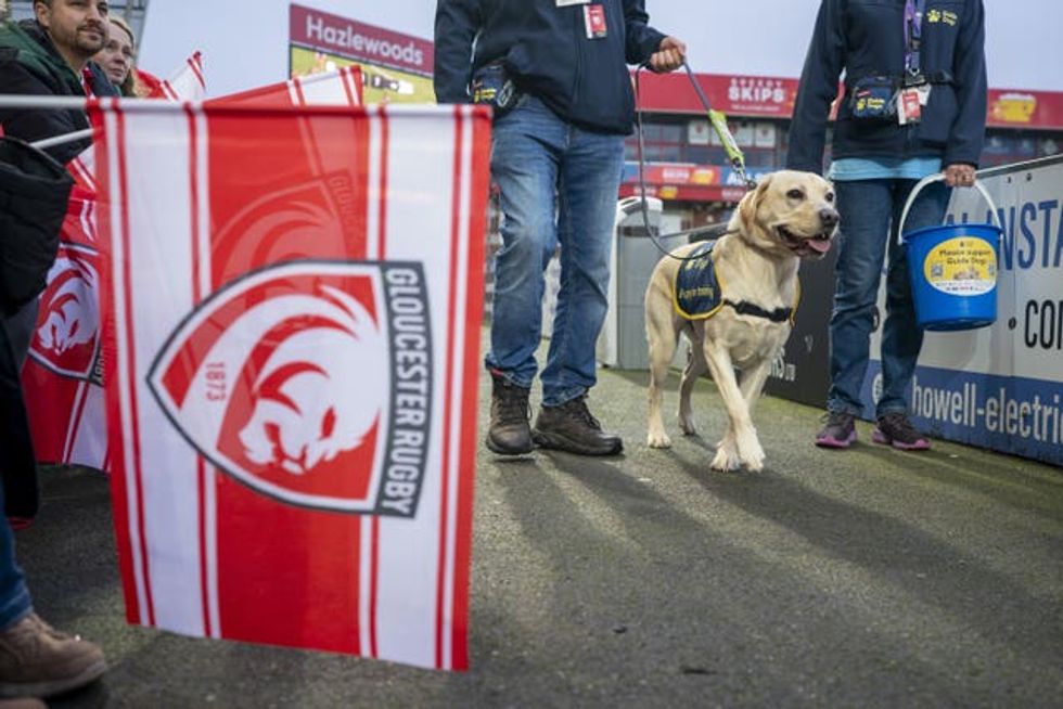 Bailey, an 18-month-old Labrador, attends the Gloucester Hartpury v Sale Sharks Premiership Women\u2019s Rugby match at Kingsholm Stadium in Gloucester