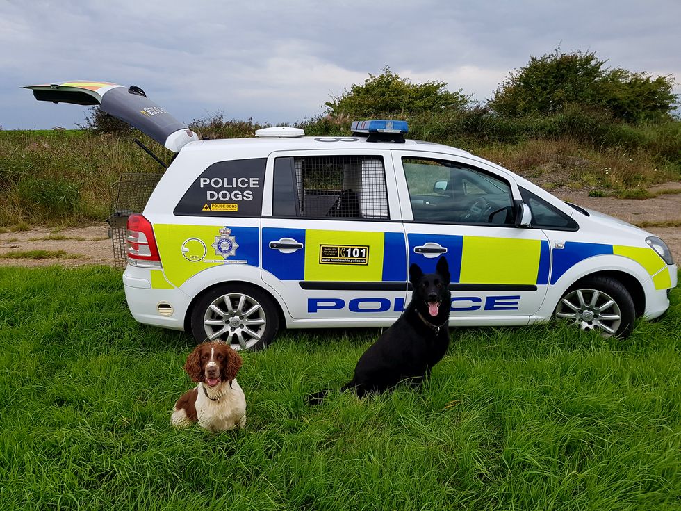 Drug-bust spaniel gets life-saving treatment thanks to police dog charity