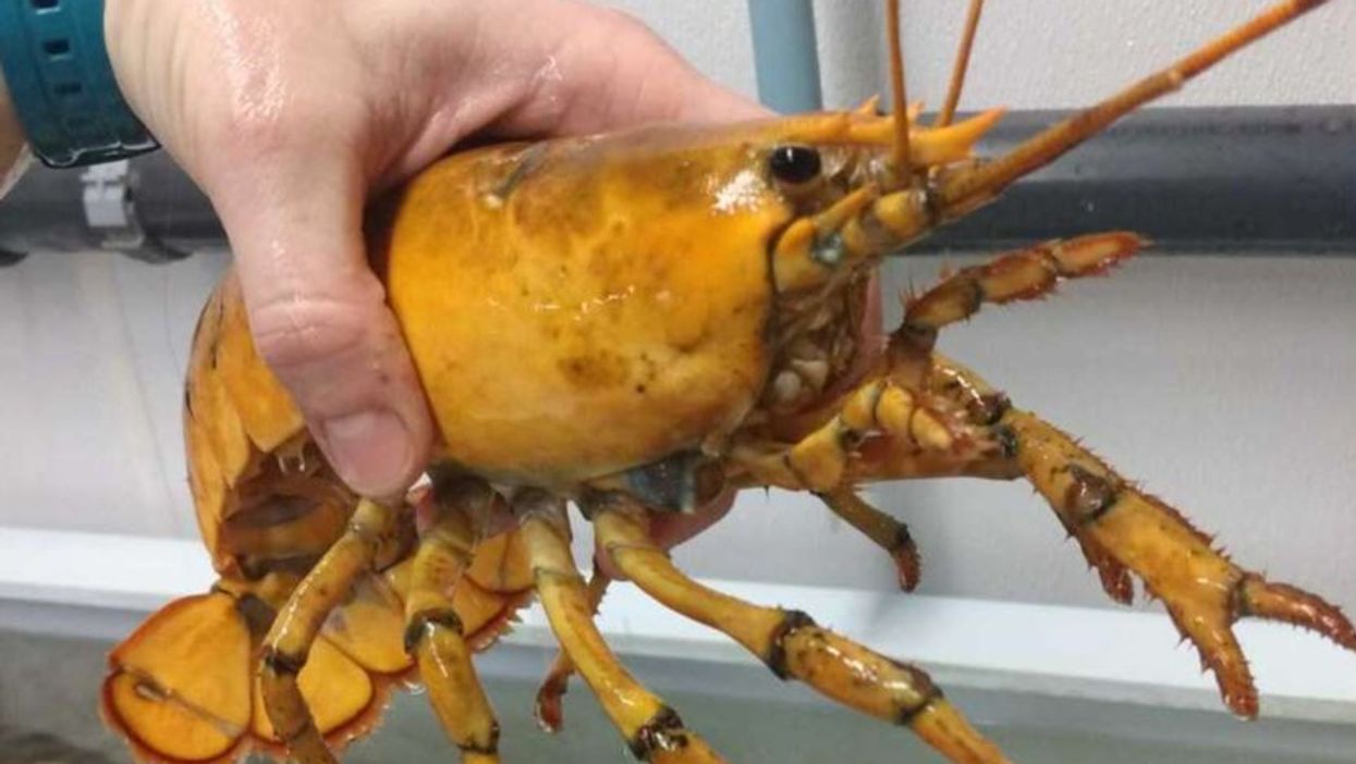 ‘Banana’, the yellow lobster pulled from the Gulf of Maine