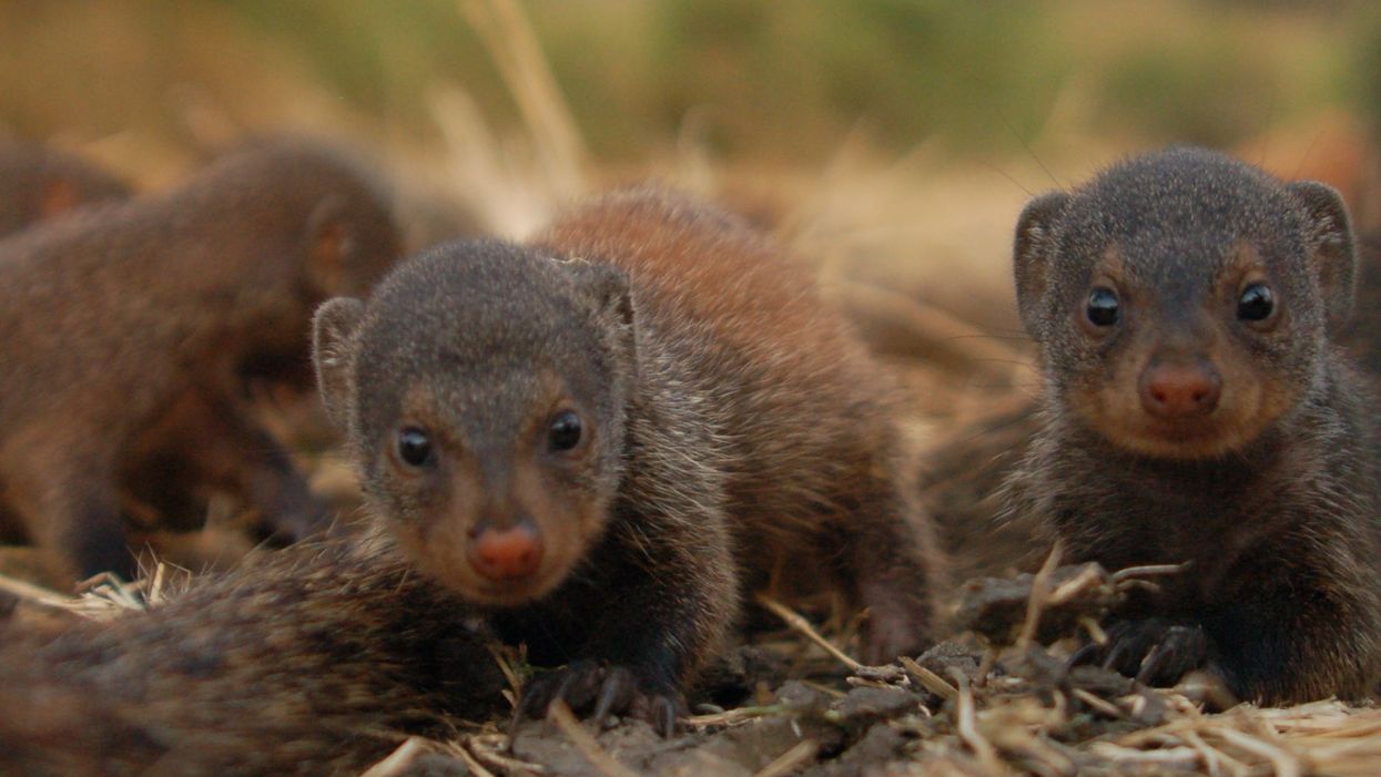 <p>Banded mongooses. Credit Harry Marshall (2)</p>