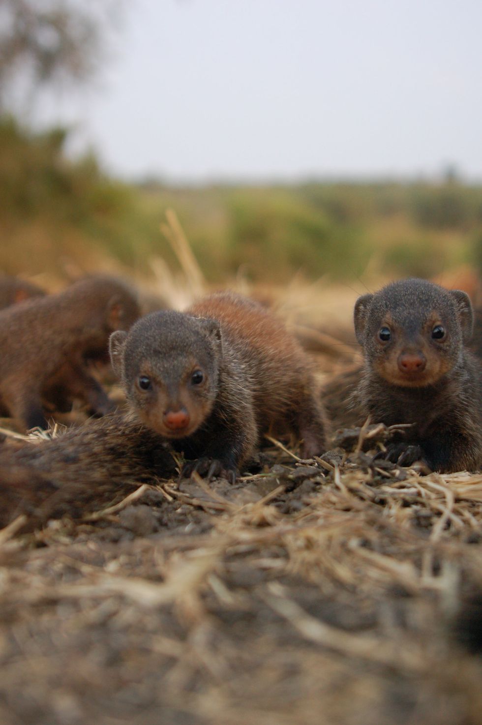 <p>Banded mongooses. Credit Harry Marshall (2)</p>