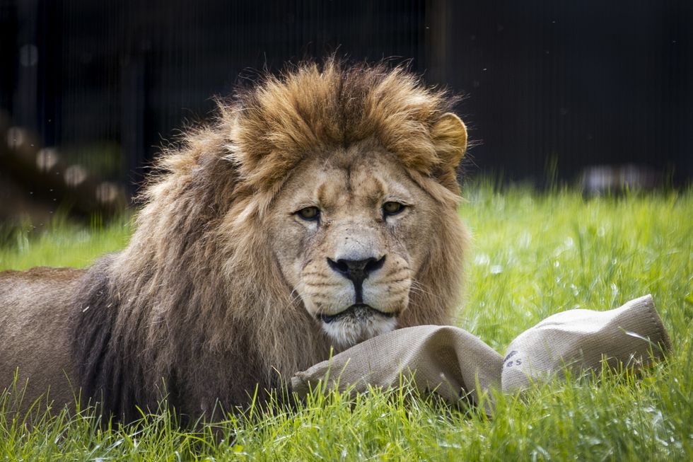 New enclosure with a view opened for Barbary lions in Belfast