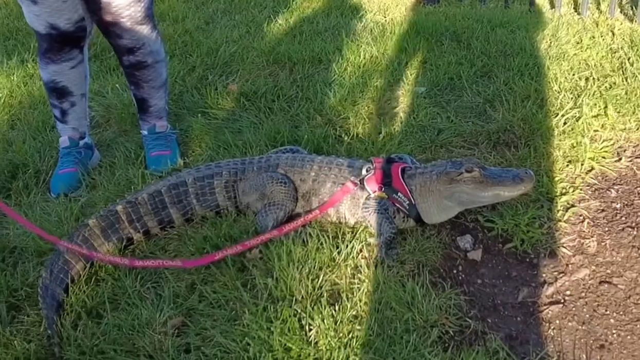 Baseball fan devastated after 'emotional support alligator' denied entry into stadium
