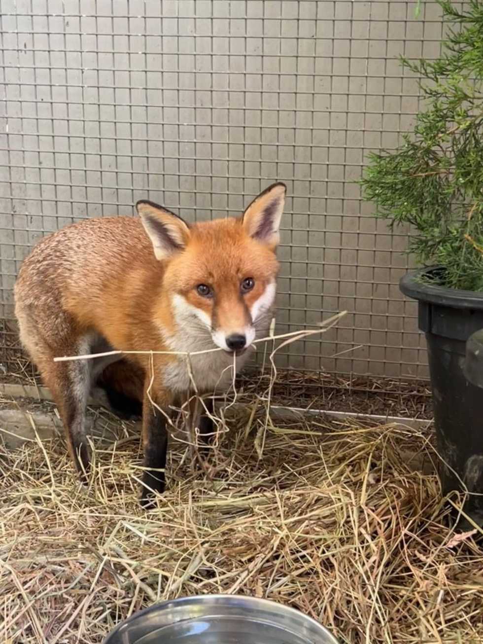 Stowaway fox Basil survives brush with heartworm to clear quarantine in US