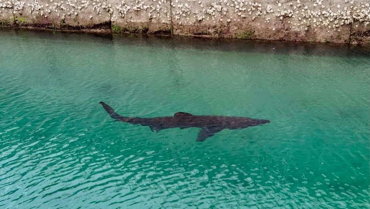 Basking shark in Torquay Marina