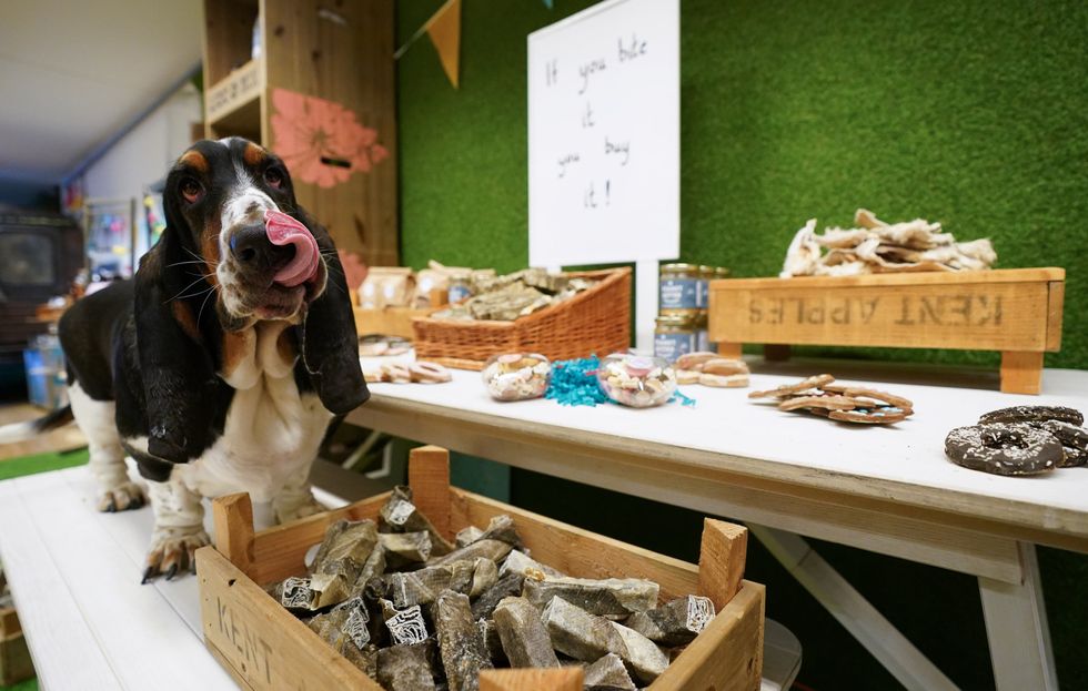 Basset hound Gumbo at the Lick and Mix station (Andrew Matthews/PA)