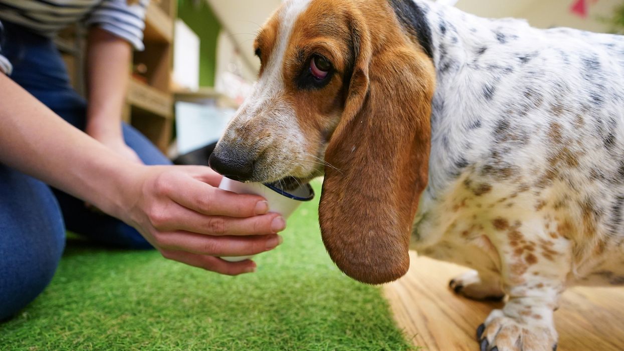 Basset Hound pudding is given a ‘Pupper-cino’ (Andrew Matthews/PA)