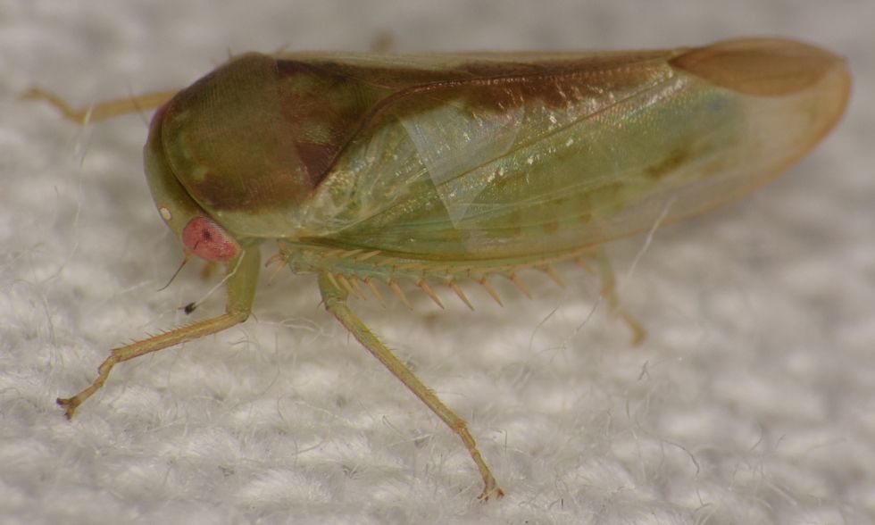 Genitals under the microscope: seven new species of frog-like insect discovered