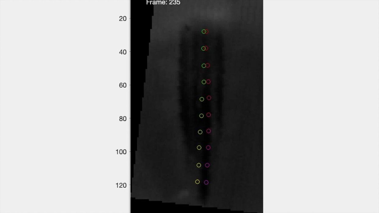 Researchers discover bats have a 'greater vocal range than Mariah Carey'