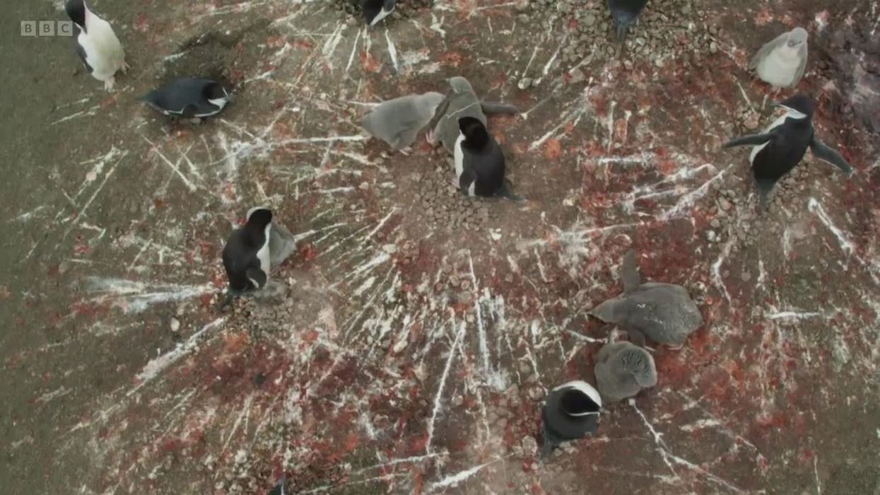 BBC Frozen Planet 2 viewers horrified as penguins fight each other with poo
