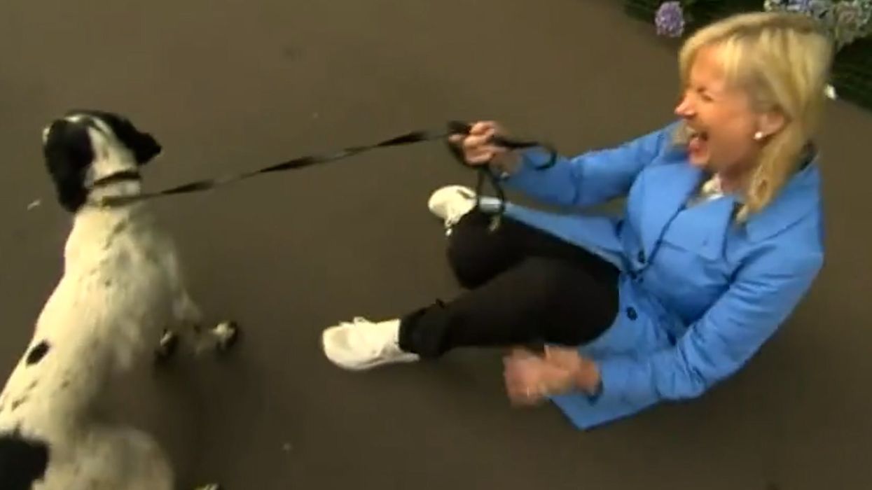BBC weather presenter mortified after being dragged over by dog on live TV - again
