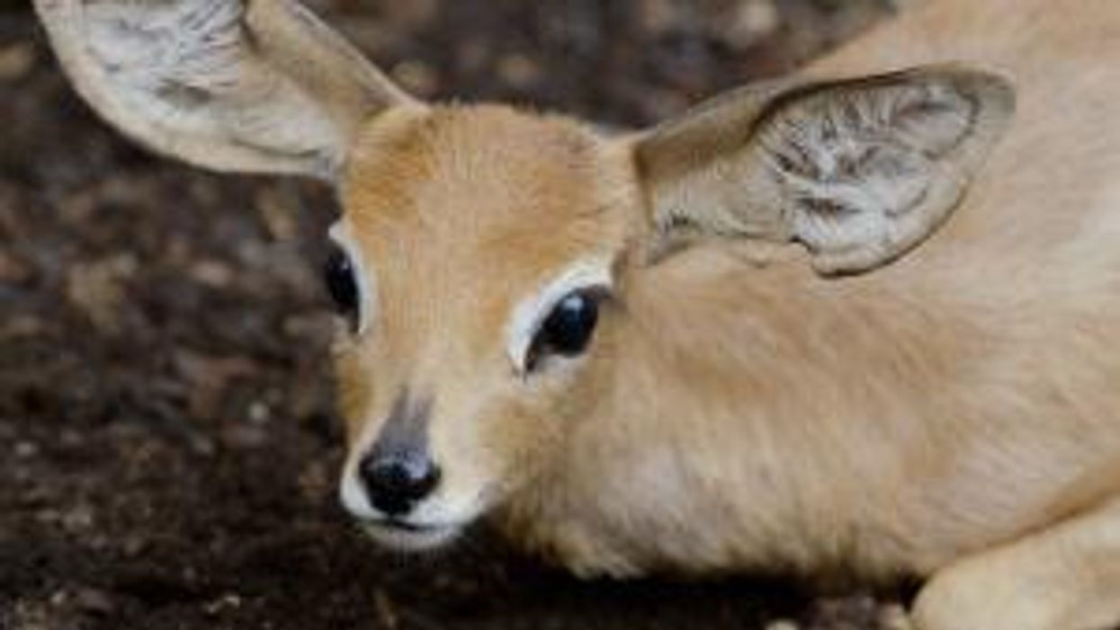 People can't decide if this creature is adorable or 'the worst animal ever'
