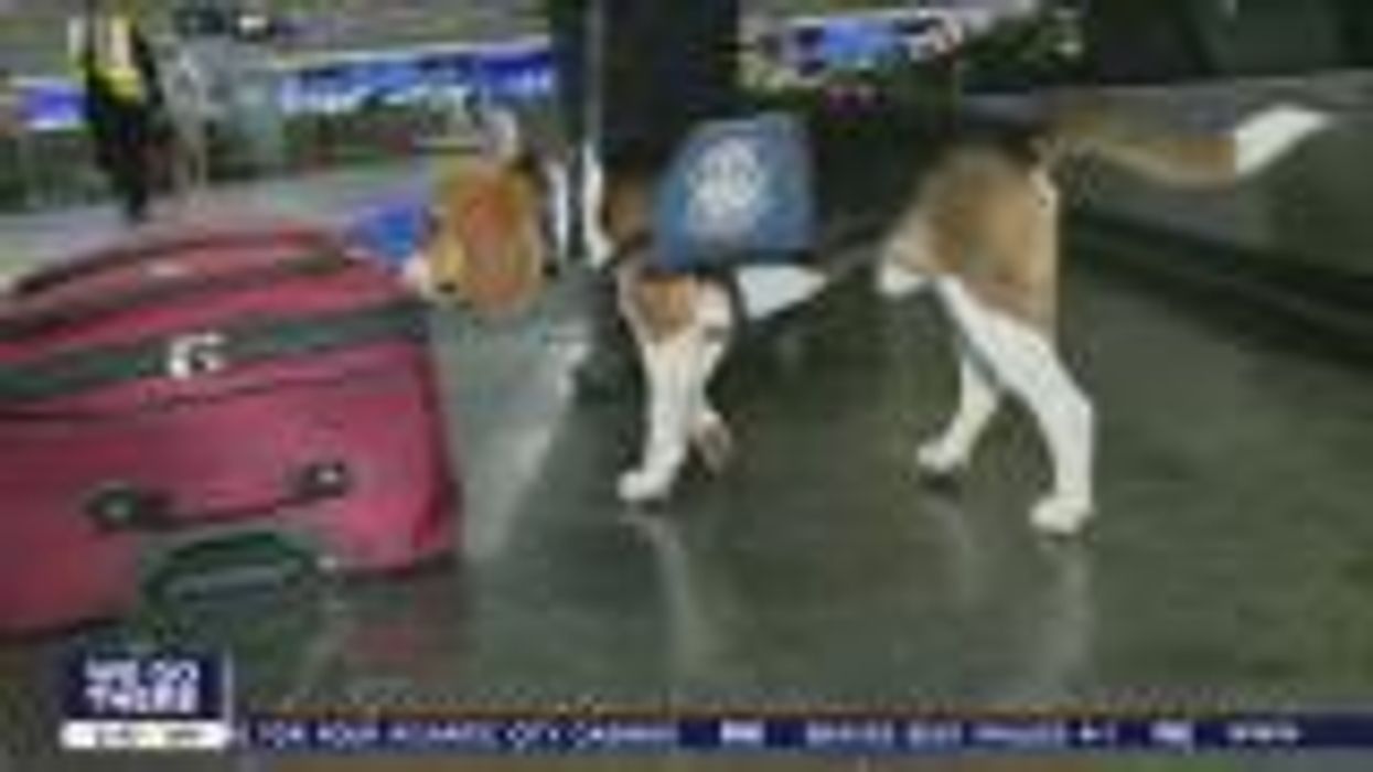 Airport security finds human umbilical cords in passenger's luggage