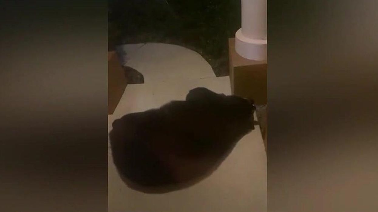 Wild bear caught curled up snoozing on front porch of Florida home