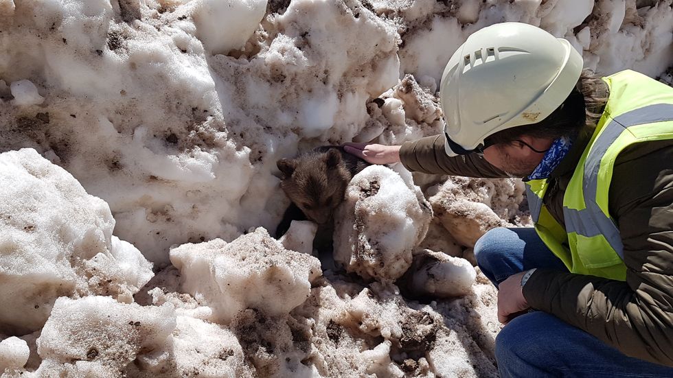 Bear cub and conservationist