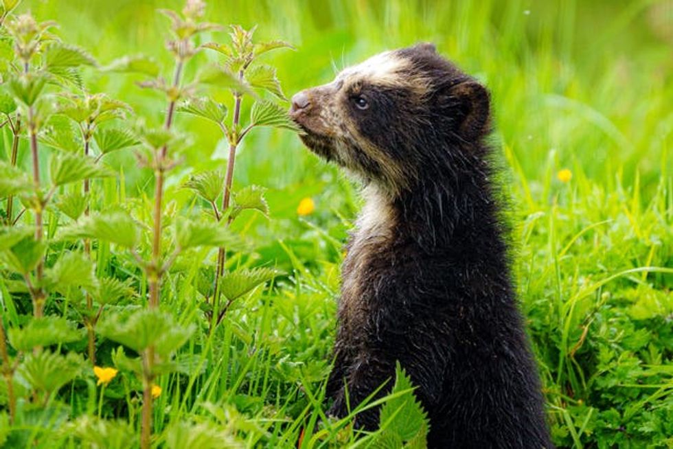 Bear cubs at Noah\u2019s Ark Zoo Farm