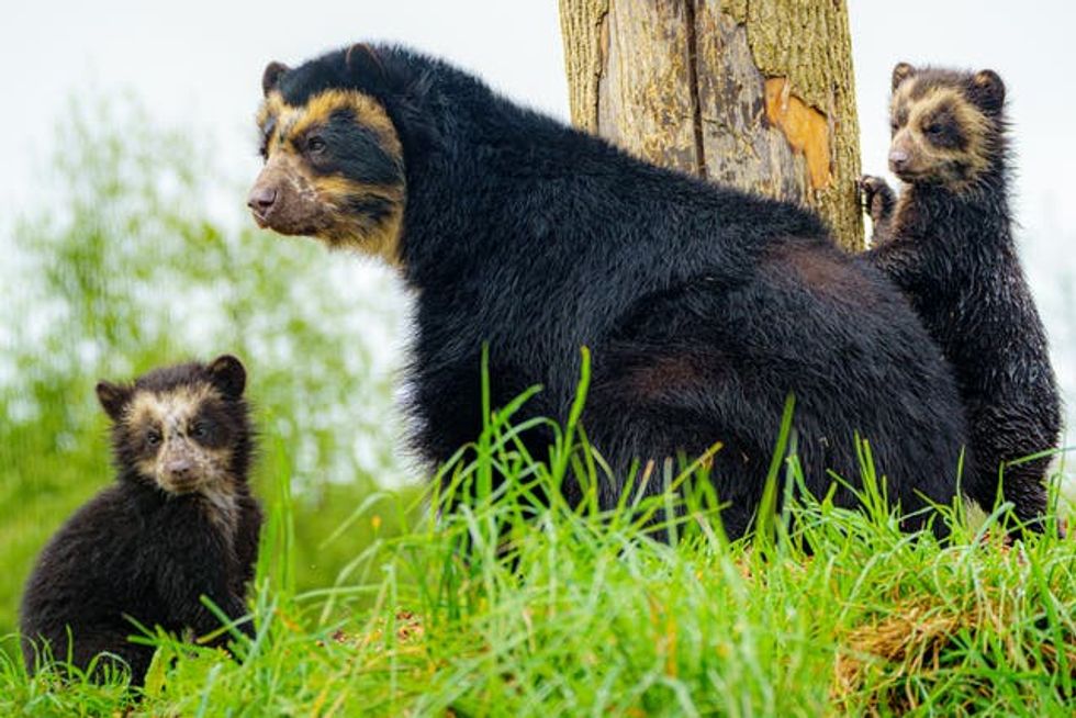 Bear cubs at Noah\u2019s Ark Zoo Farm