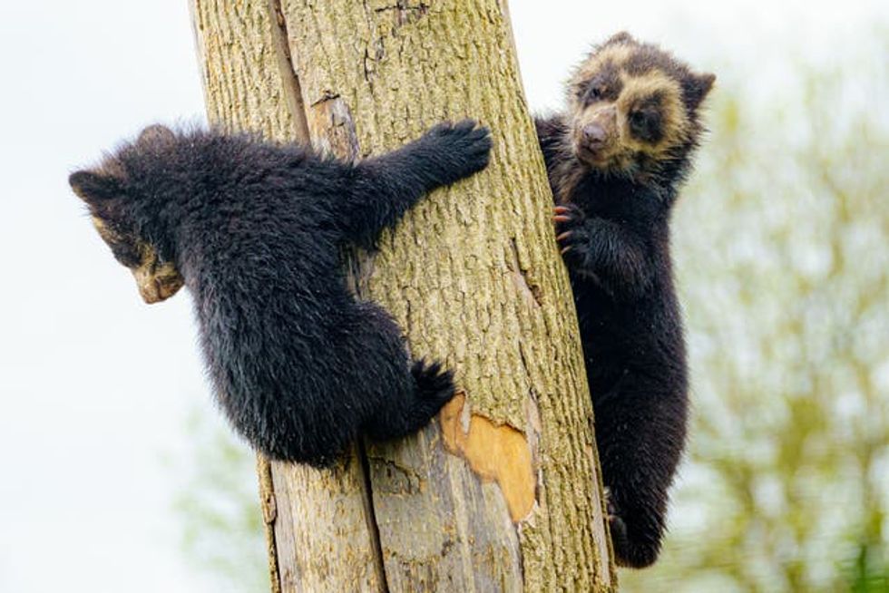 Bear cubs at Noah\u2019s Ark Zoo Farm