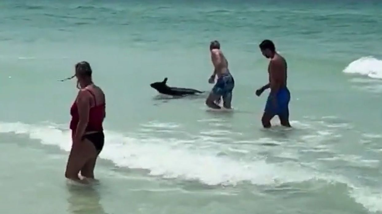 Beachgoers left shocked after huge black bear emerges from ocean