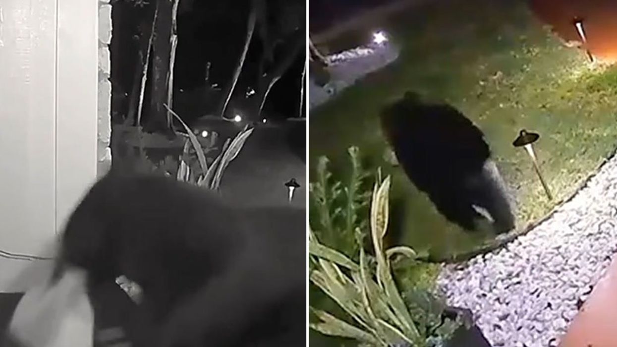 Doorcam captures moment bear makes off with family's takeaway delivery