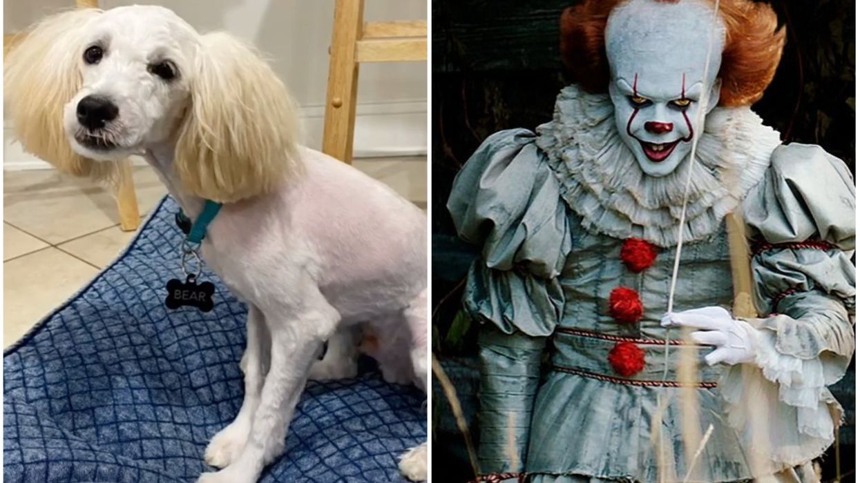 <p>Bear the dog was transformed from his cuddly former self</p>