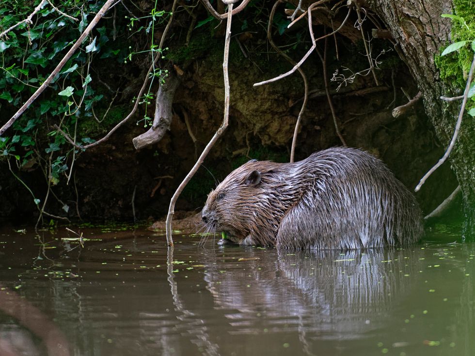 Beaver feeding at dusk on the Holnicote Estate in Somerset