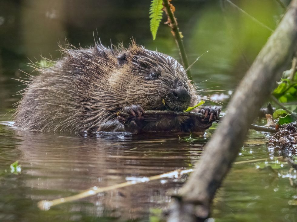 Baby beaver named after England’s World Cup goalkeeper Mary Earps