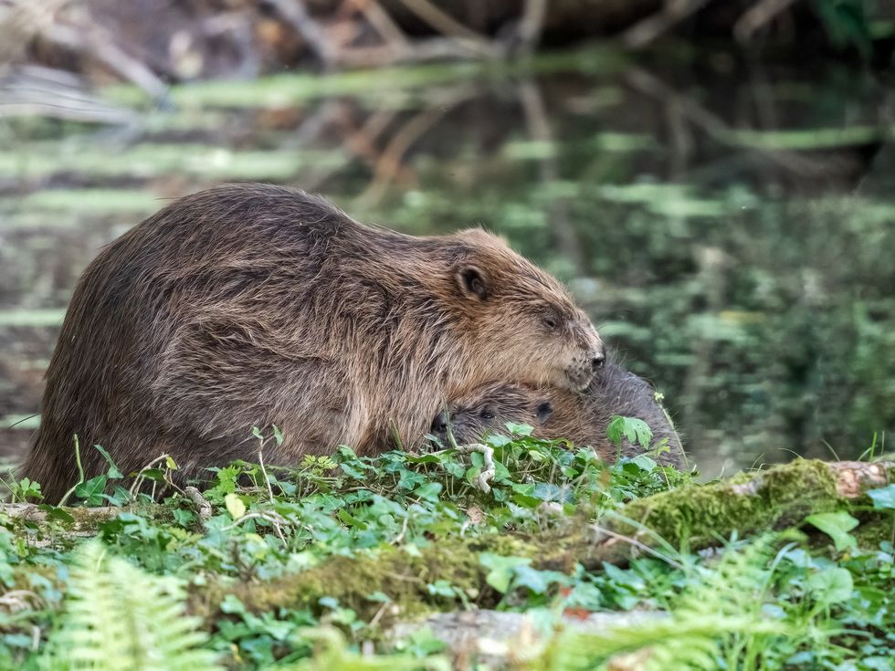 Beaver kit twins Moss and Fern snuggle together on the National Trust\u2019s Holnicote Estate (Barry Edwards/National Trust/PA)