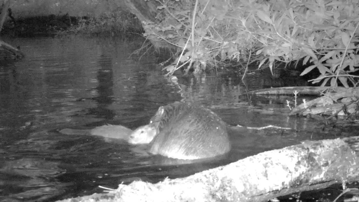 Beaver kit