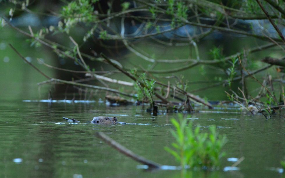 Beaver on the Avon catchment (Bevis Watts/Avon Wildlife Trust/PA)