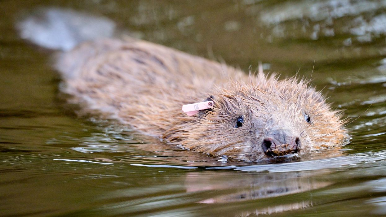 Beavers are already found in the wild on several rivers in England and in enclosures (Ben Birchall/PA)