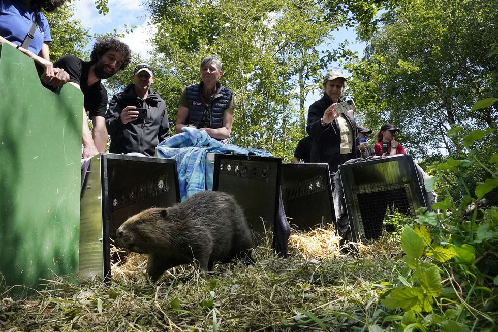 National Trust makes first beaver release in northern England