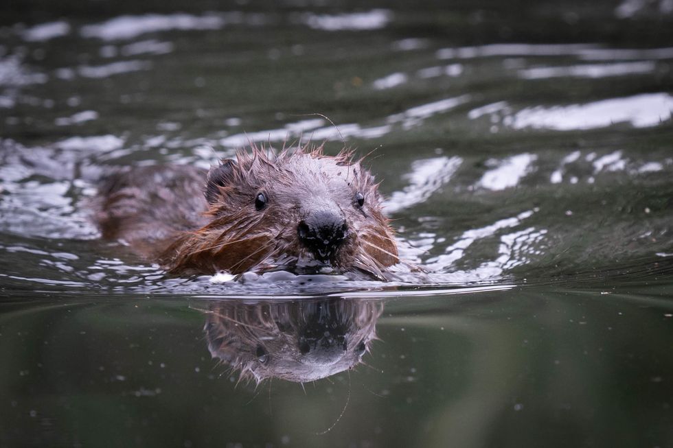 Beavers to return to Cairngorms after 400 years