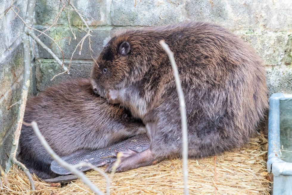 Beavers grooming each other