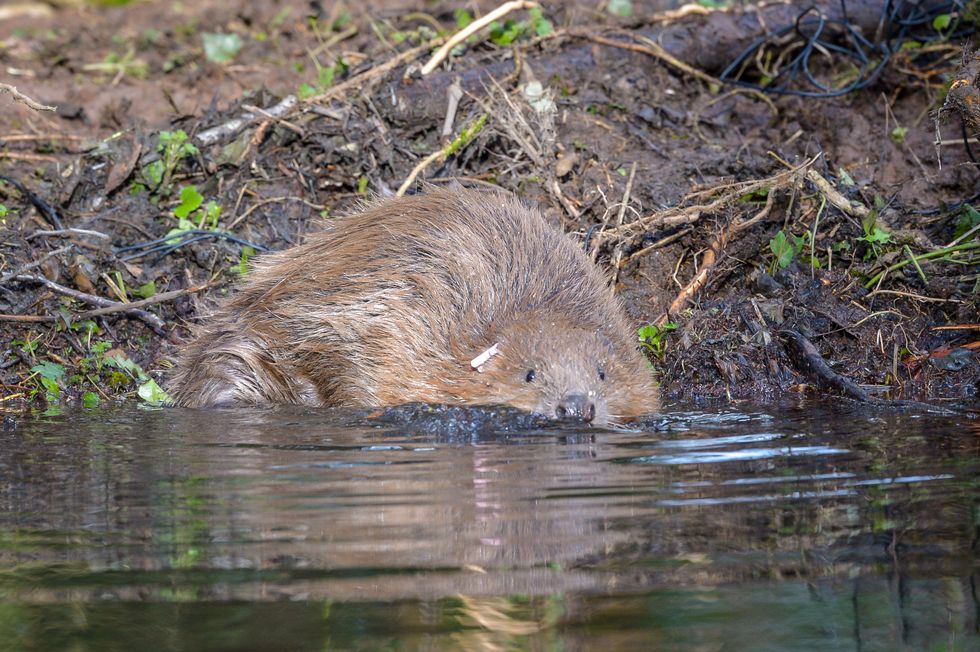 Beavers manage the landscape for other wildlife (Ben Birchall/PA)
