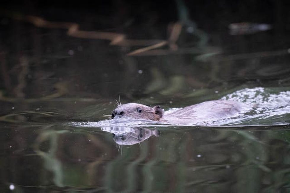 Beavers released at Paradise Fields
