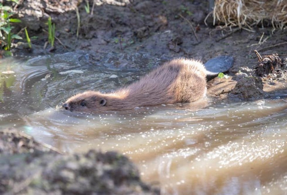 Beavers return to London