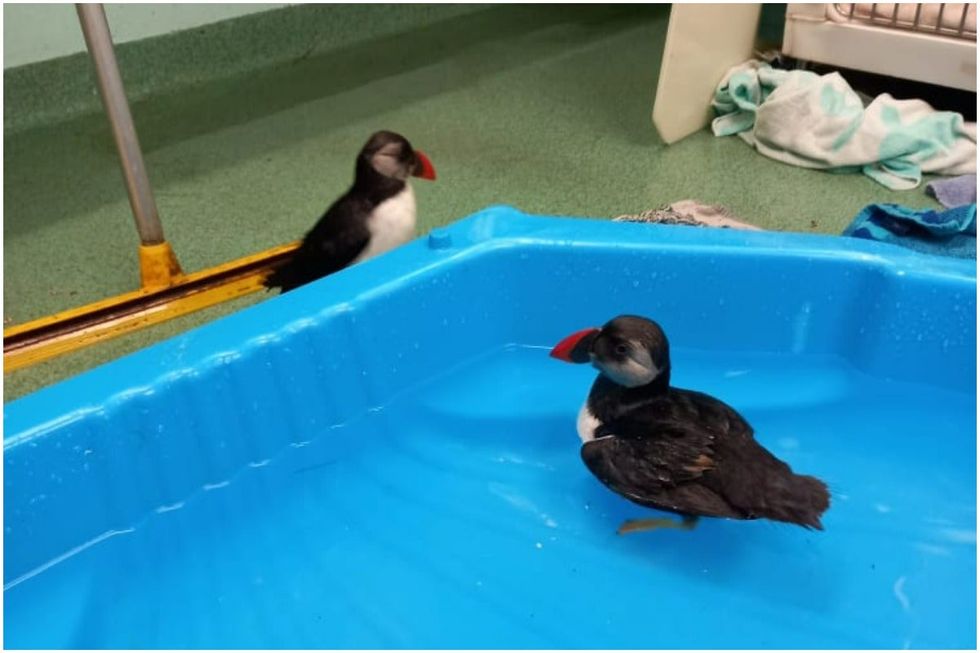 Because puffins are sociable birds, Don and Tony were rehabilitated together so that they could keep each other company, the SSPCA said (SSPCA/PA)