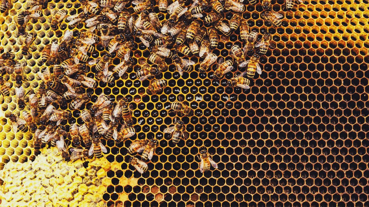 <p>Beekeeper Erika Thompson was nicknamed the bee whisperer for her soothing voice and expert bee saving skills </p>