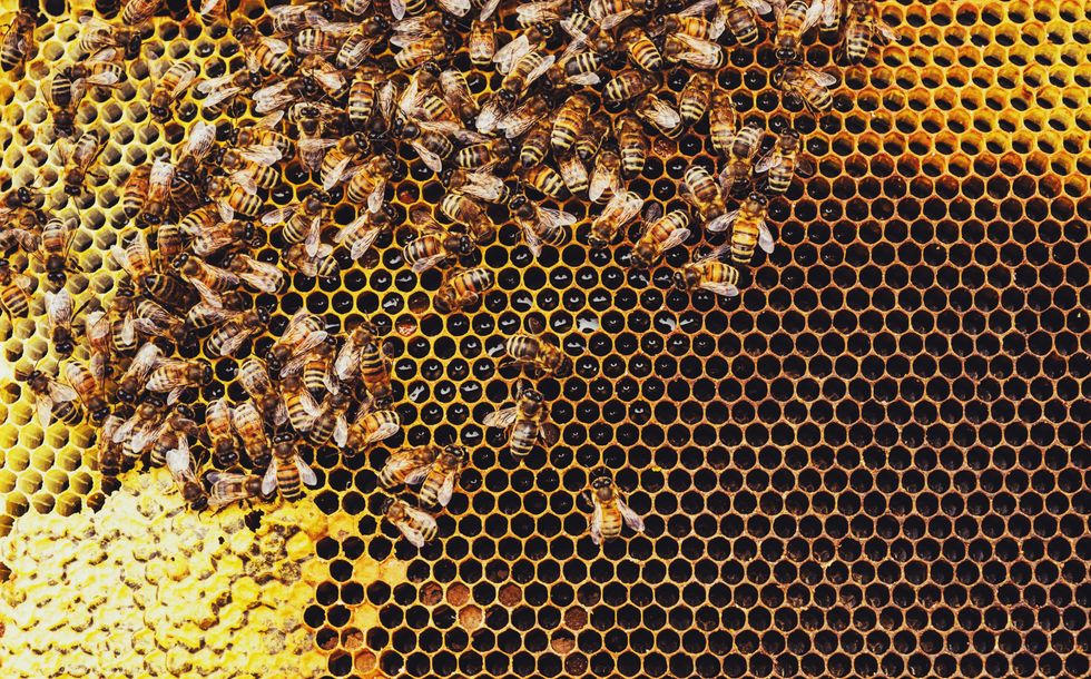 <p>Beekeeper Erika Thompson was nicknamed the bee whisperer for her soothing voice and expert bee saving skills </p>