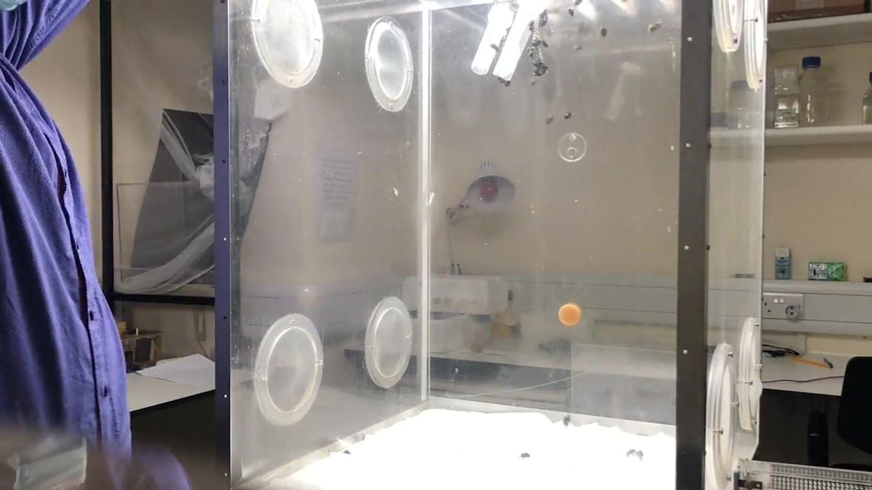 Bees can ejaculate themselves to death if it gets too hot