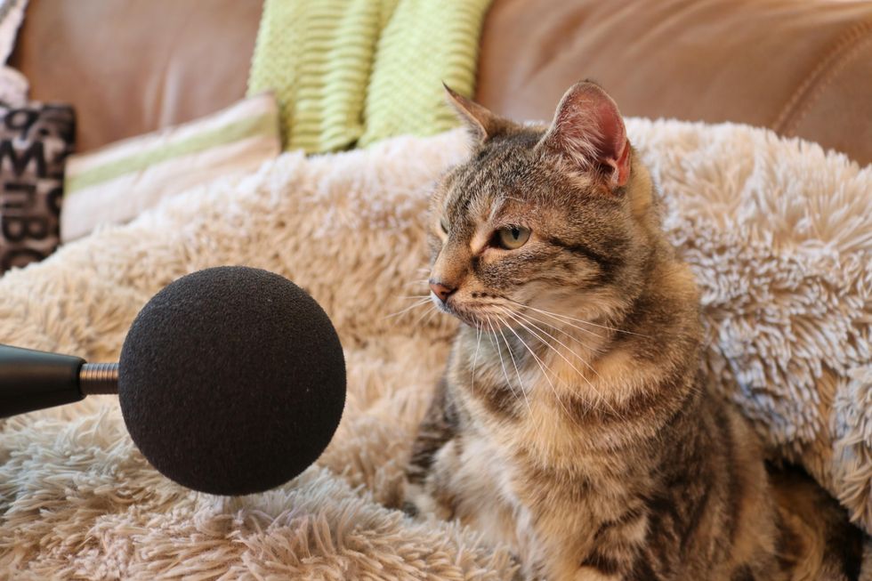 British cat breaks Guinness World Record for loudest purr