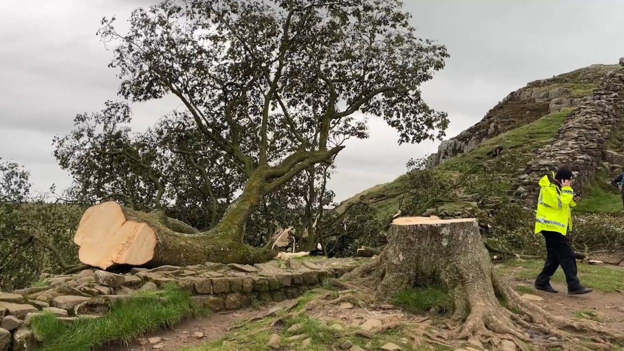 Newcastle United manager Eddie Howe 'really saddened' by Sycamore Gap tree felling