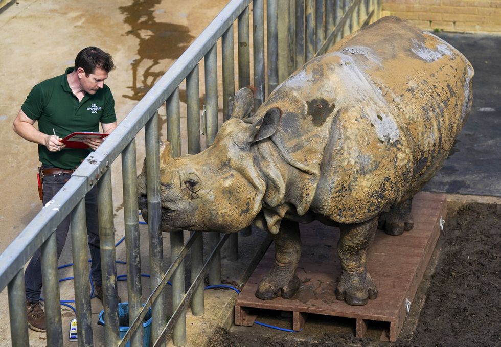 Beluki, a greater one-horned rhinoceros, stands alongside keeper Phil Curzon (Steve Parsons/PA)