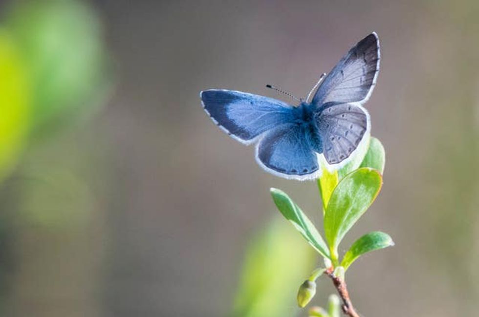 Big Butterfly Count
