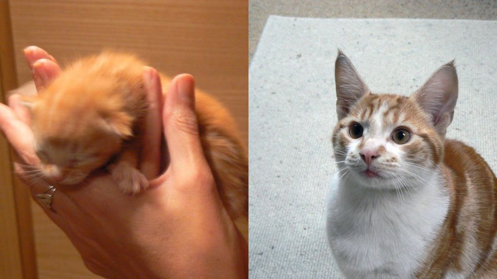 Big Ginge as a kitten (left) and now (Colin Clayton/Cats Protection)