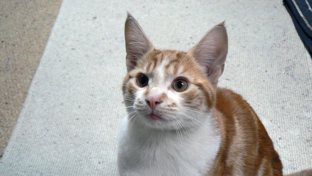 Big Ginge disappeared in 2011 but has been reunited with his owners (Colin Clayton/PA)