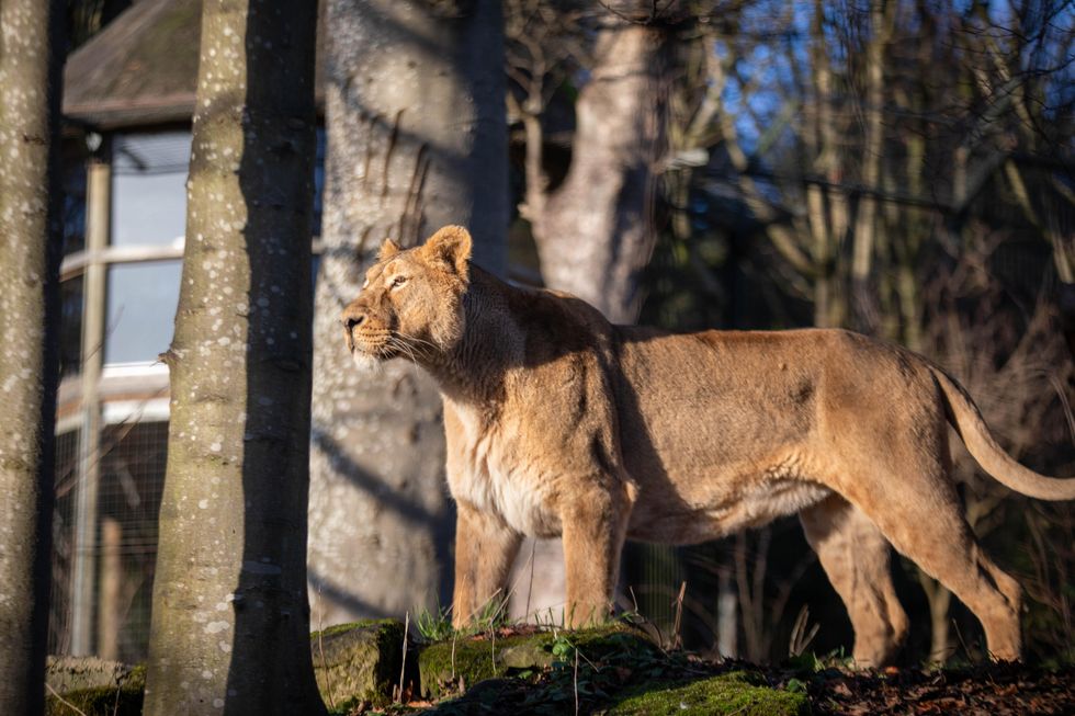 Bindee the lioness standing in a sunlit woodland area